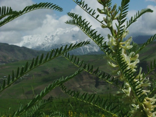 "Лесенка" "Лесенка"