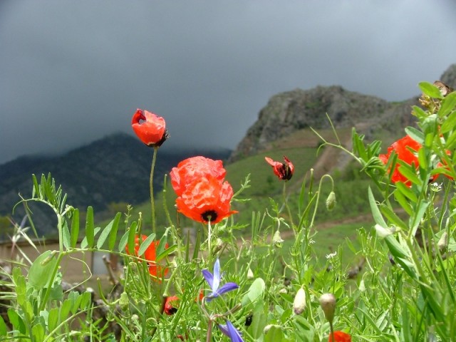 Перед грозой Перед грозой