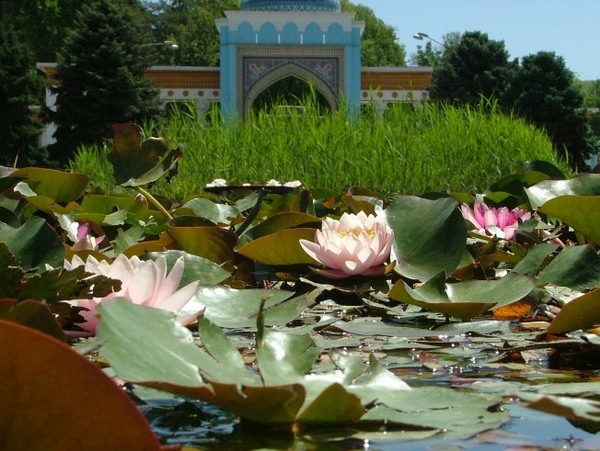 Бассей с лилиями у входа Бассей с лилиями у входа