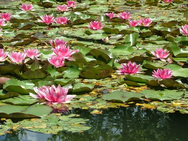 Много лилий)) Много лилий))