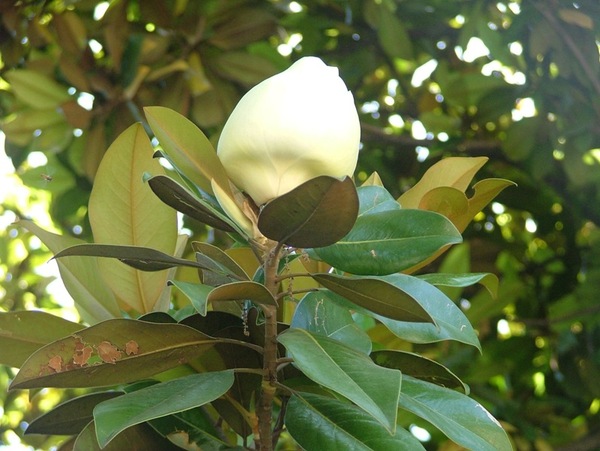 магнолия магнолия