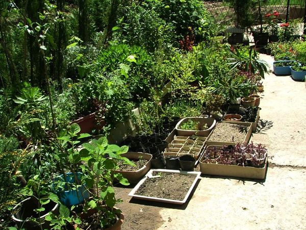 Новые рассады радуют после годов разрухи. Новые рассады радуют после годов разрухи.