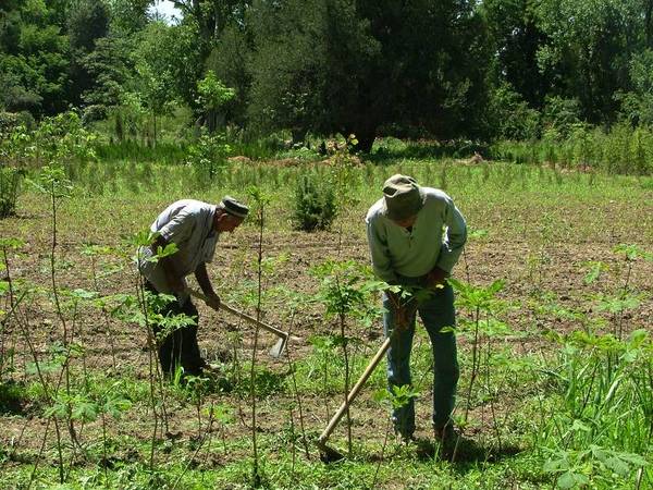 работники БотСада работники БотСада