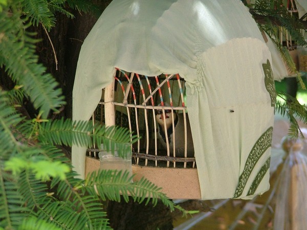 Кеклик наблюдает )) Кеклик наблюдает ))