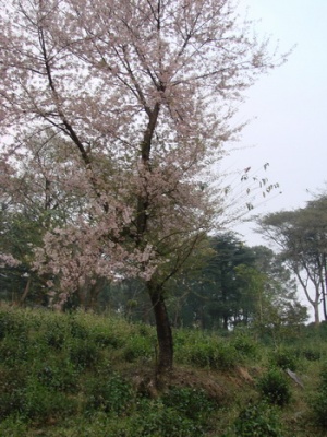 розовое дерево