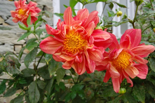 Фото 1 Фото 1