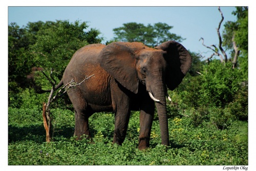 Слоны в Замбези нэшнл парк