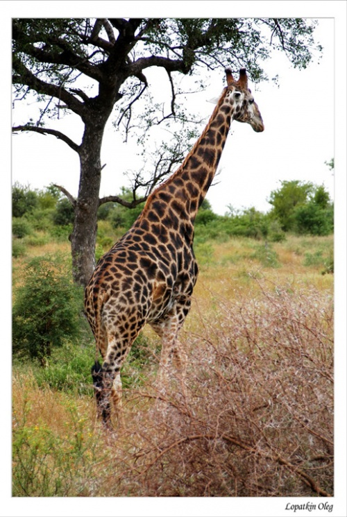 жирафа