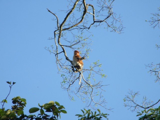 proboscis monkey