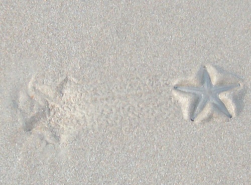Морские звезды в Бенаулиме
