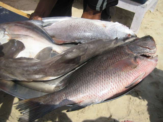 рыбка!!!! рыбка!!!!