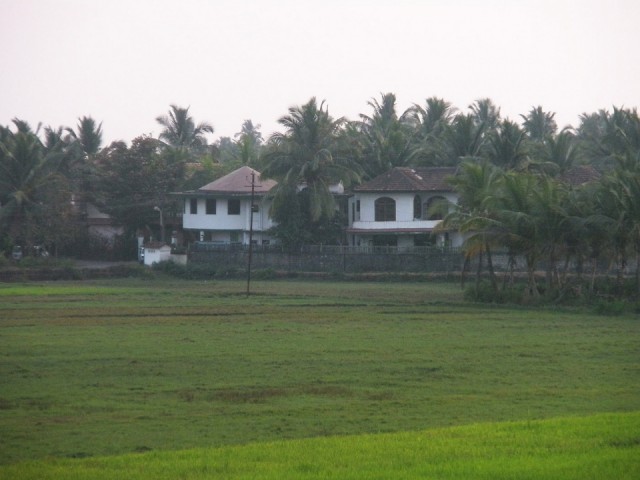 рисовые поля рисовые поля