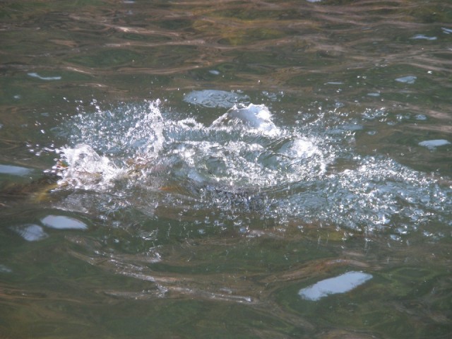 рыбки резвятся рыбки резвятся