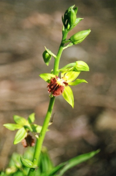 Calanthe tricarianta.. .     .  , .