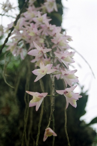 Dendrobium amoenum (?)  - -  , 