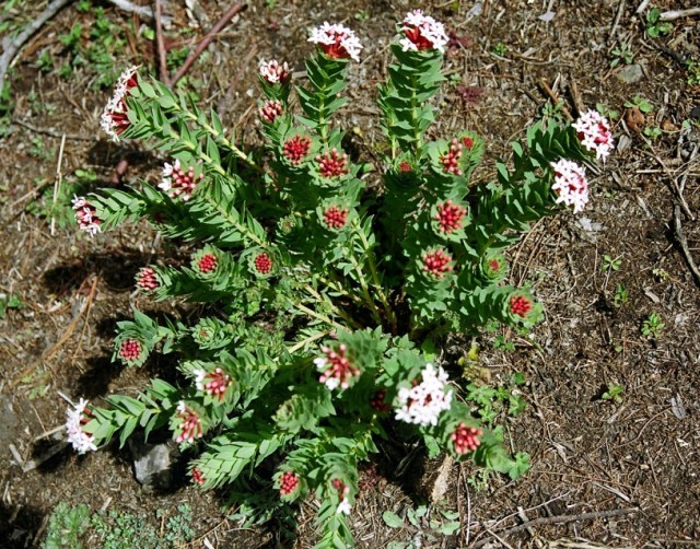 Rhodiloa sp. , -    .