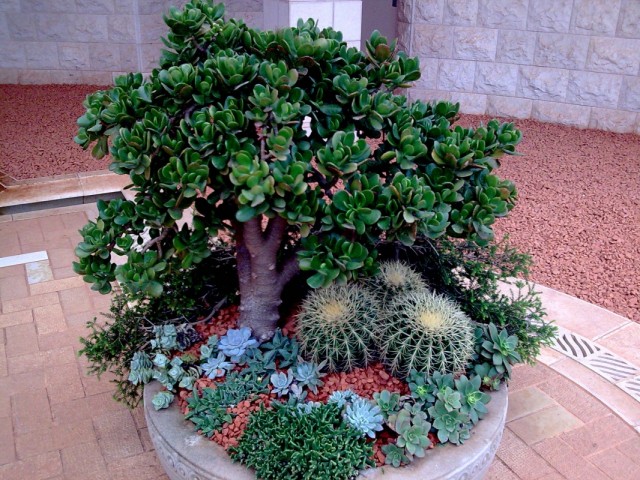 Израиль. В Бахайском саду. Израиль. В Бахайском саду.