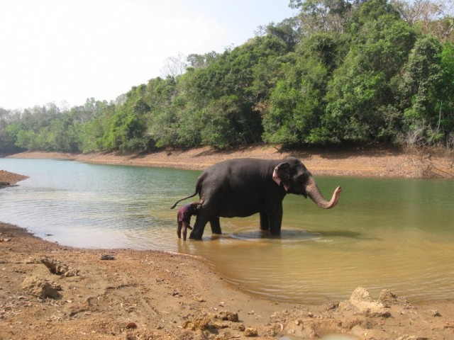 Обмывка слона
