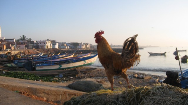 каникумари каникумари