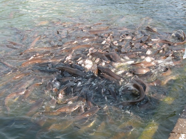 кормление рыб кормление рыб