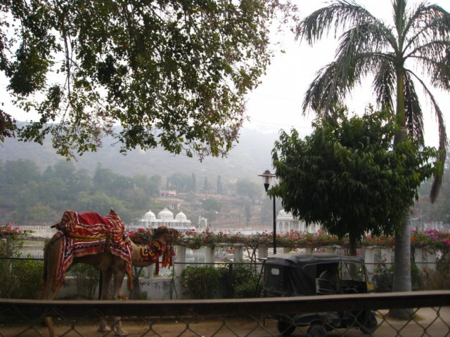 верблюд-с верблюд-с