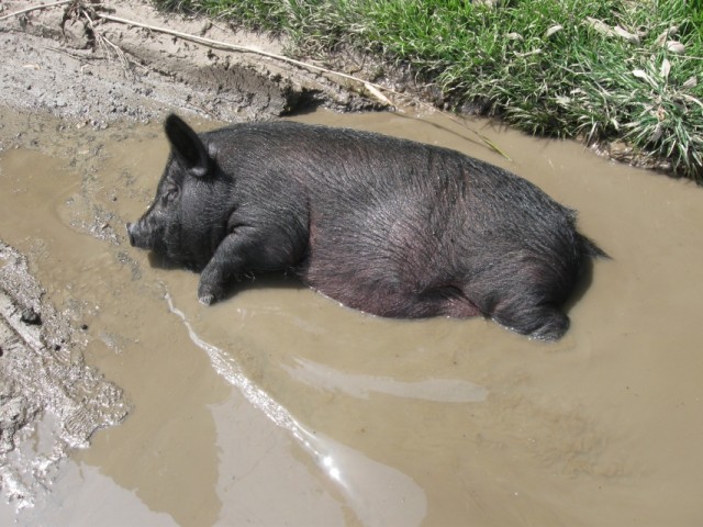 танки грязи не бояца танки грязи не бояца