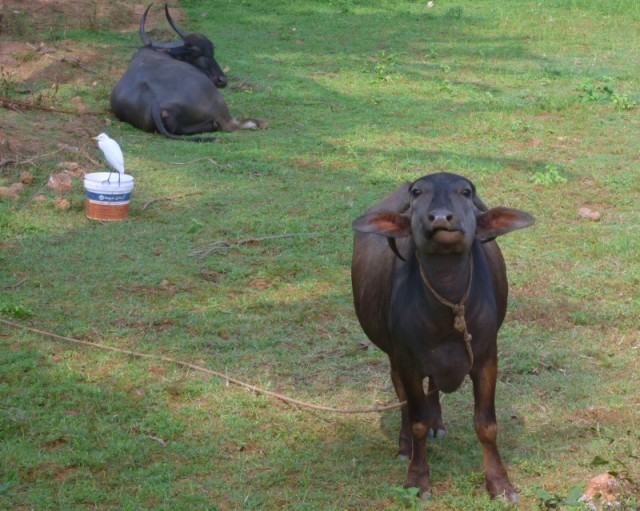 Arambol small cow 2010