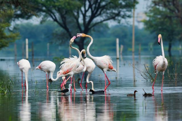 Фламинго в парке Кеоладео Гхана