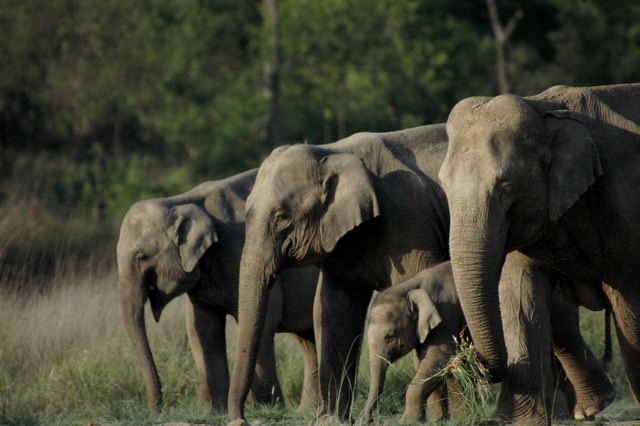 Дикие слоны в Национальном парке Раджаджи