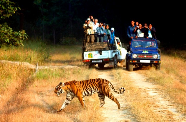 Бенгальский тигр в Тигрином заповеднике Корбетта