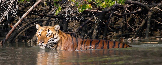 Бенгальский тигр в Сундербансе