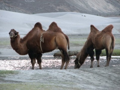 Верблюды в дюнах между Хундером и Дискитом
