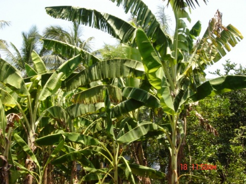 банановые пальмочки