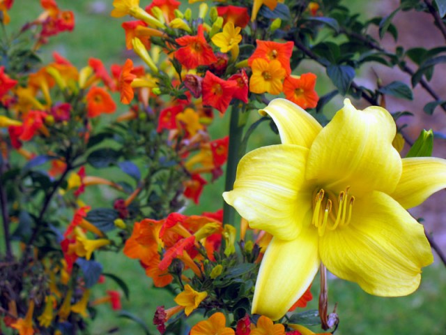 Цветы Кодайканала источают богатый аромат