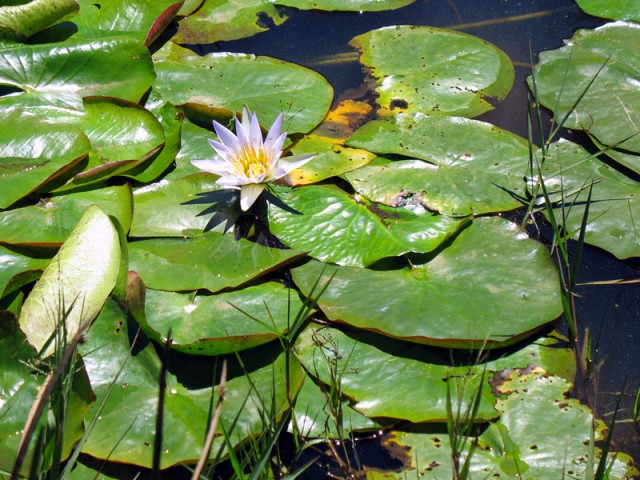 Лилия на озере в Кодайканале