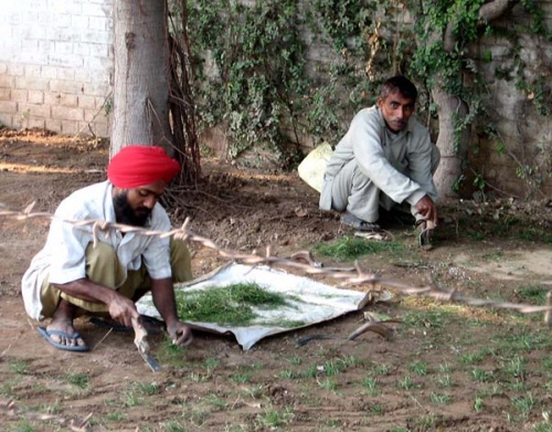 Индусы сажают травку.... способ очень странный... Индусы сажают травку.... способ очень странный...