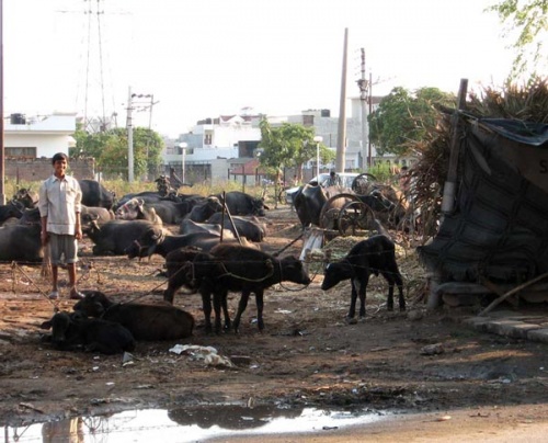 А это коровки, ну как же без них :) А это коровки, ну как же без них :)