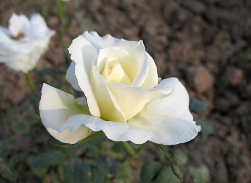 Сорт роз с милым названием «Milky Way» Сорт роз с милым названием «Milky Way»