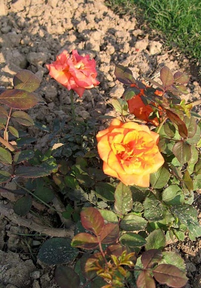 А аромат!....м-м-м... А аромат!....м-м-м...