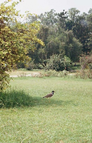 А еще здесь много разных птичек и белочек. А еще здесь много разных птичек и белочек.