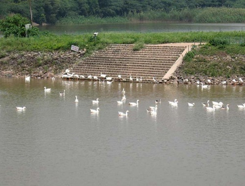 Катамараны в виде лебедей, а вот гуси здесь самые настоящие! Катамараны в виде лебедей, а вот гуси здесь самые настоящие!