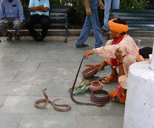 А если повезет, то и танец кобр под звуки флейты. А если повезет, то и танец кобр под звуки флейты.