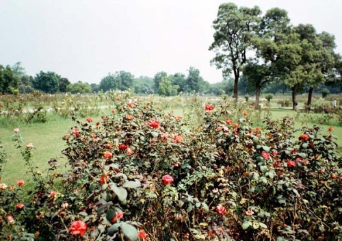 Розы всех размеров и цветов. Розы всех размеров и цветов.