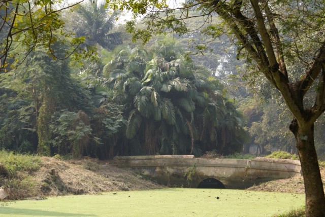Калькуттский ботанический сад