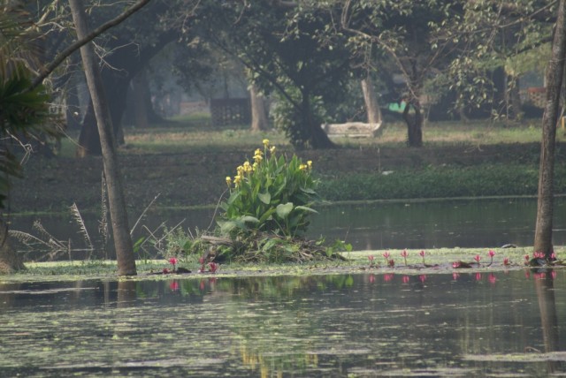 Калькуттский ботанический сад