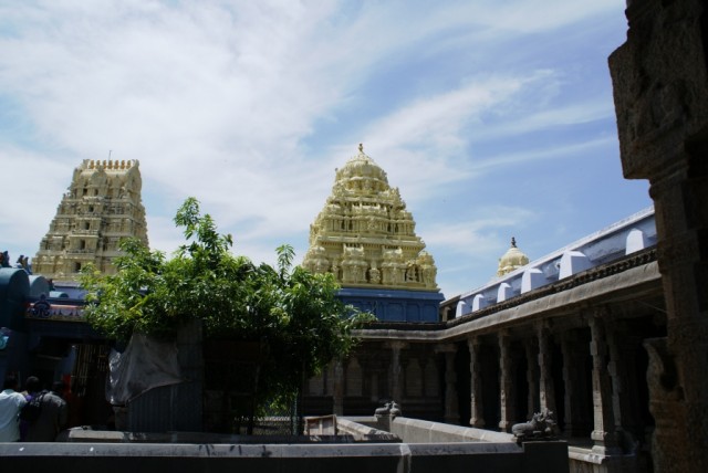 Храм Шри Экамбаранатха; манговое дерево