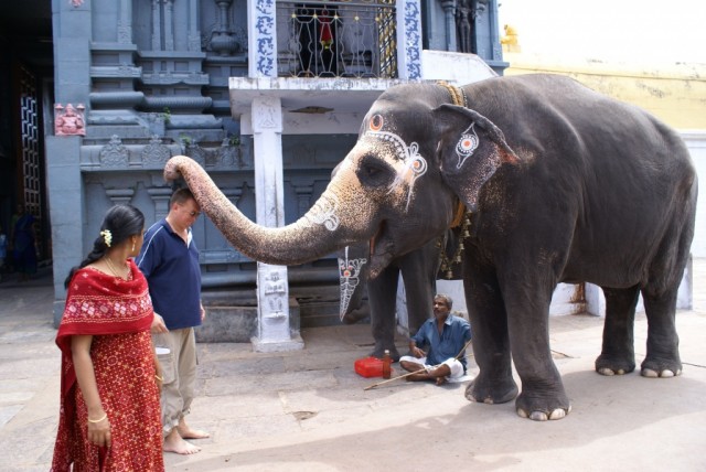 Храм Шри Камакши; Благословение храмовых слоних