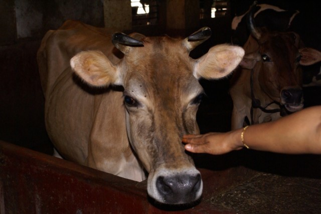 Удупи, храмовая корова