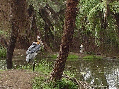 Марабу в зоопарке Хайдарабада