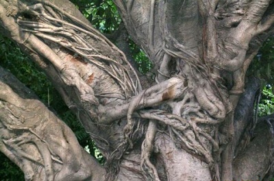 Такие деревья бывают только в Индии Такие деревья бывают только в Индии